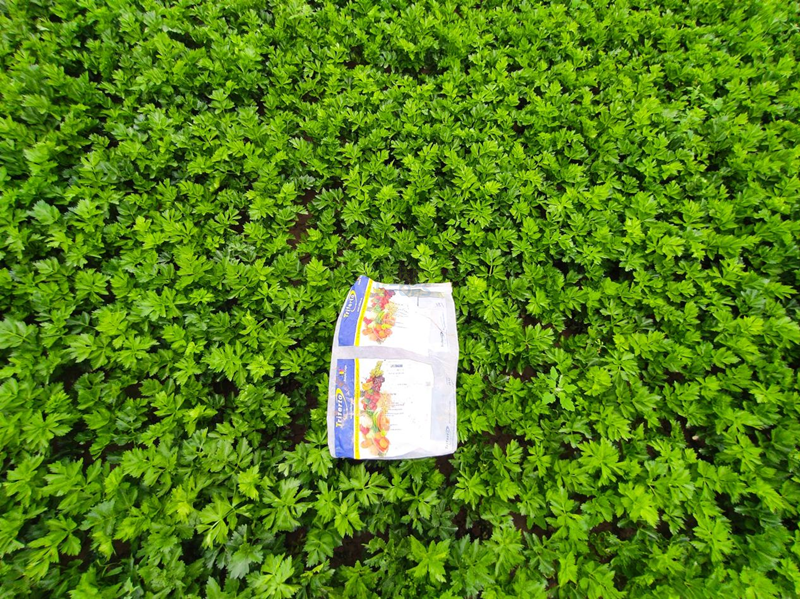 顆粒水溶肥哪家好-沃納姆顆粒肥芹菜1.png