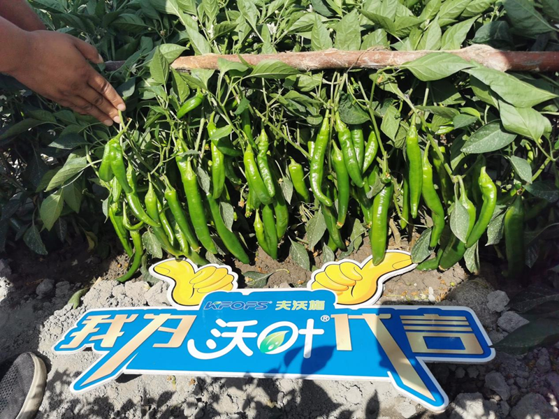 辣椒用什么肥料-沃葉水溶肥.png