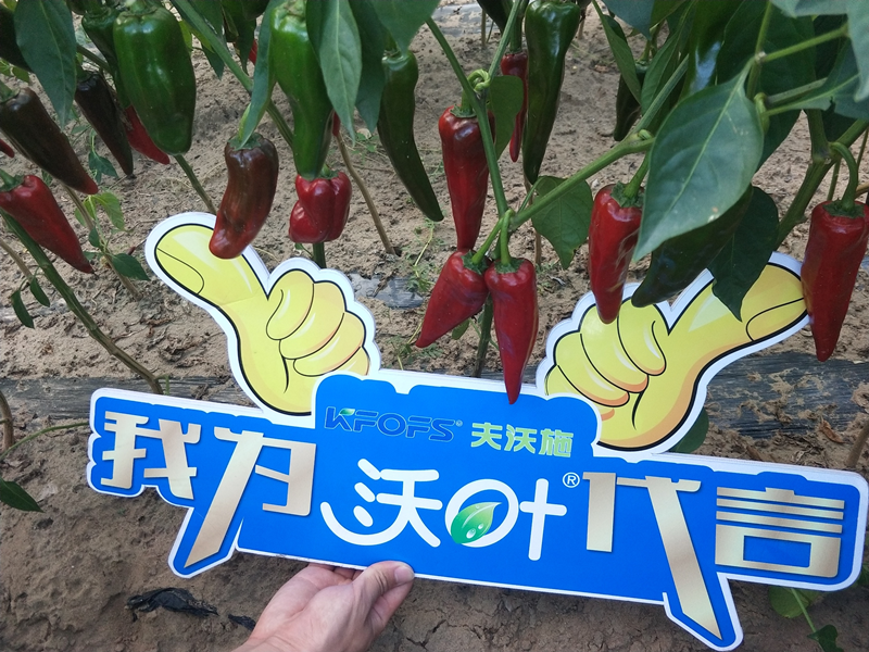 鈣肥對辣椒的作用-沃葉鈣肥.png