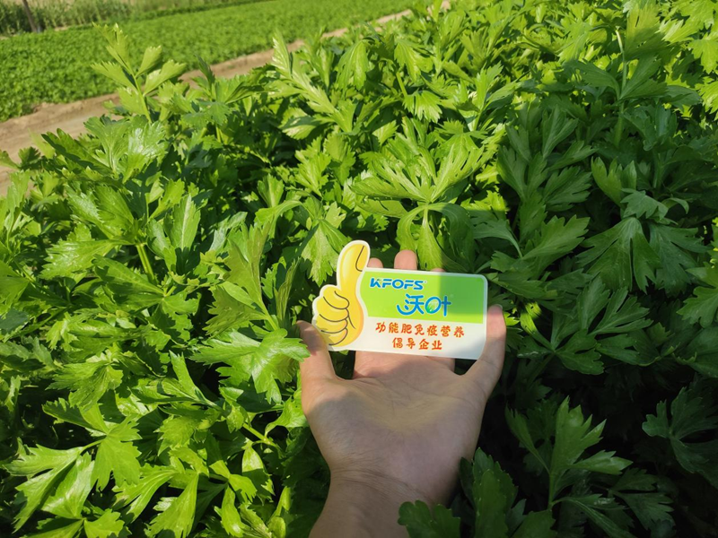 芹菜用什么水溶肥，張大叔更放心？
