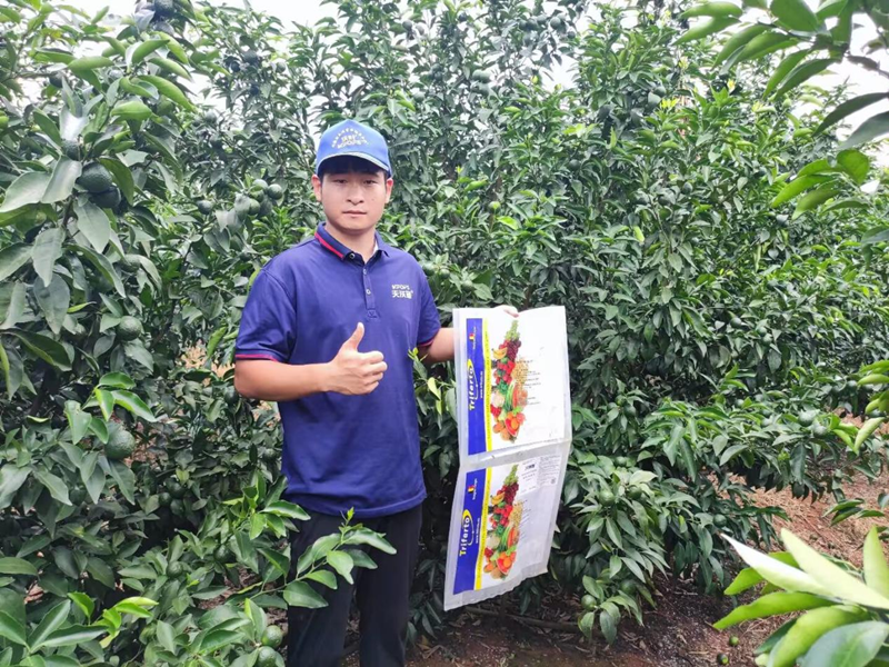水溶肥用的好，沃柑產(chǎn)量才能高