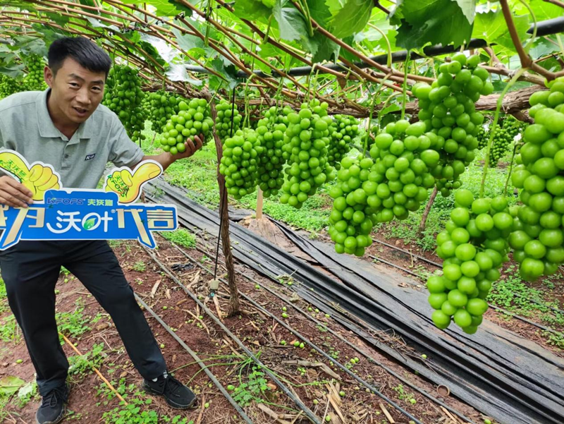 葡萄樹施什么肥-沃葉水溶肥系列.png