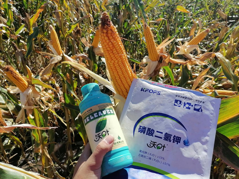 水溶肥用在玉米上，保質又增產(chǎn)1.png