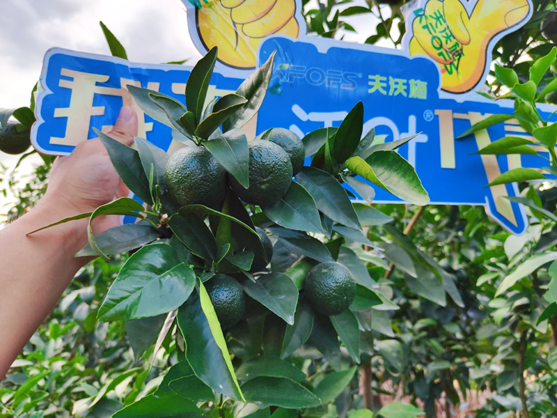 果樹用什么水溶肥效果好？他們認可這款