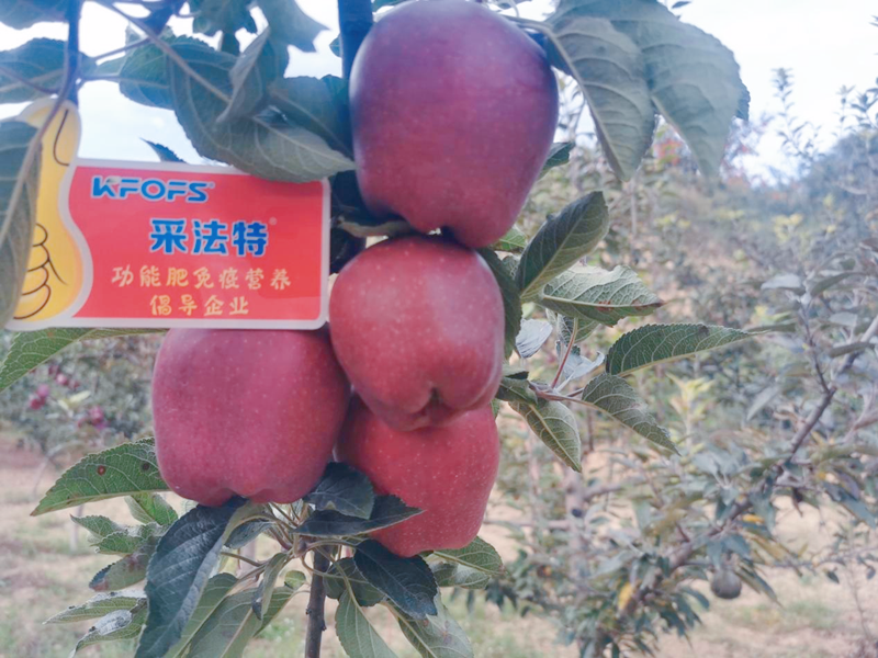 蘋果用采法特水溶肥效果怎么樣？