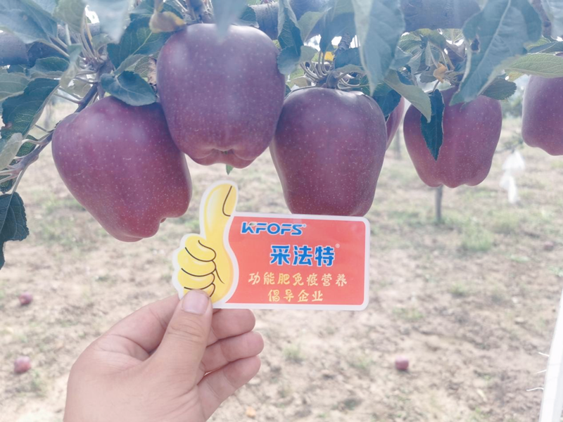 蘋果用采法特水溶肥效果怎么樣.png