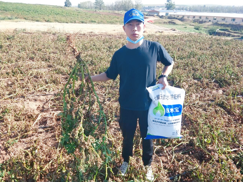 大量元素水溶肥用在土豆上效果怎么樣？