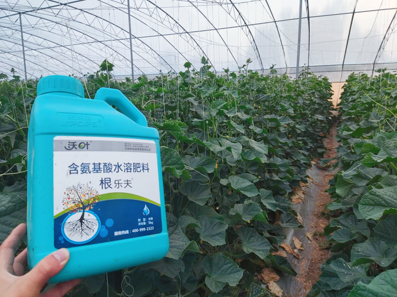 黃瓜施用水溶肥效果怎么樣？