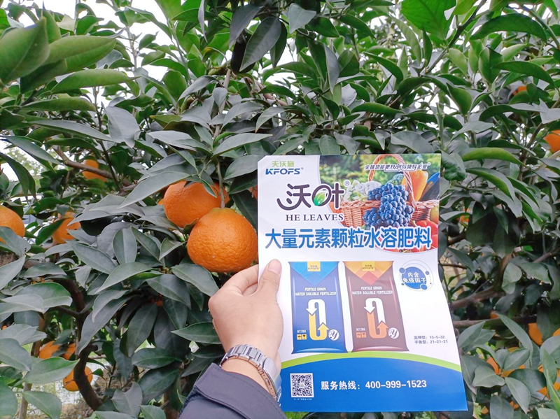 柑橘樹施什么肥料好-沃葉顆粒水溶肥.png