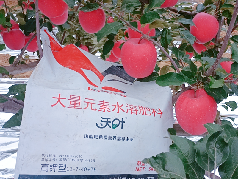 蘋(píng)果樹(shù)施什么肥料最好