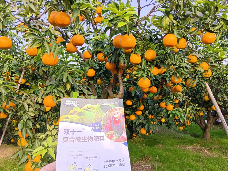 柑橘樹(shù)用什么肥料最佳