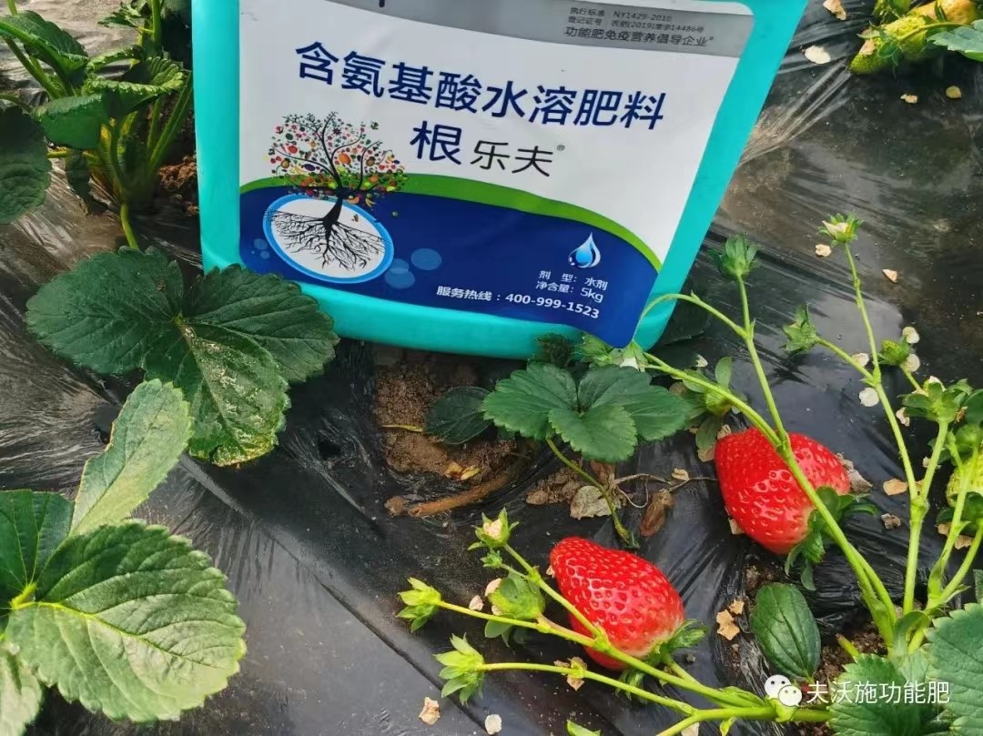 生根劑用在草莓上效果怎么樣？