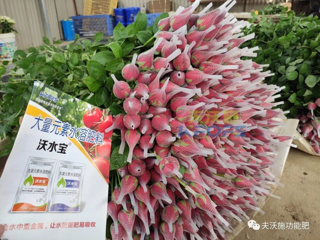 玫瑰花用什么肥料最好？-沃水寶玫瑰.jpg