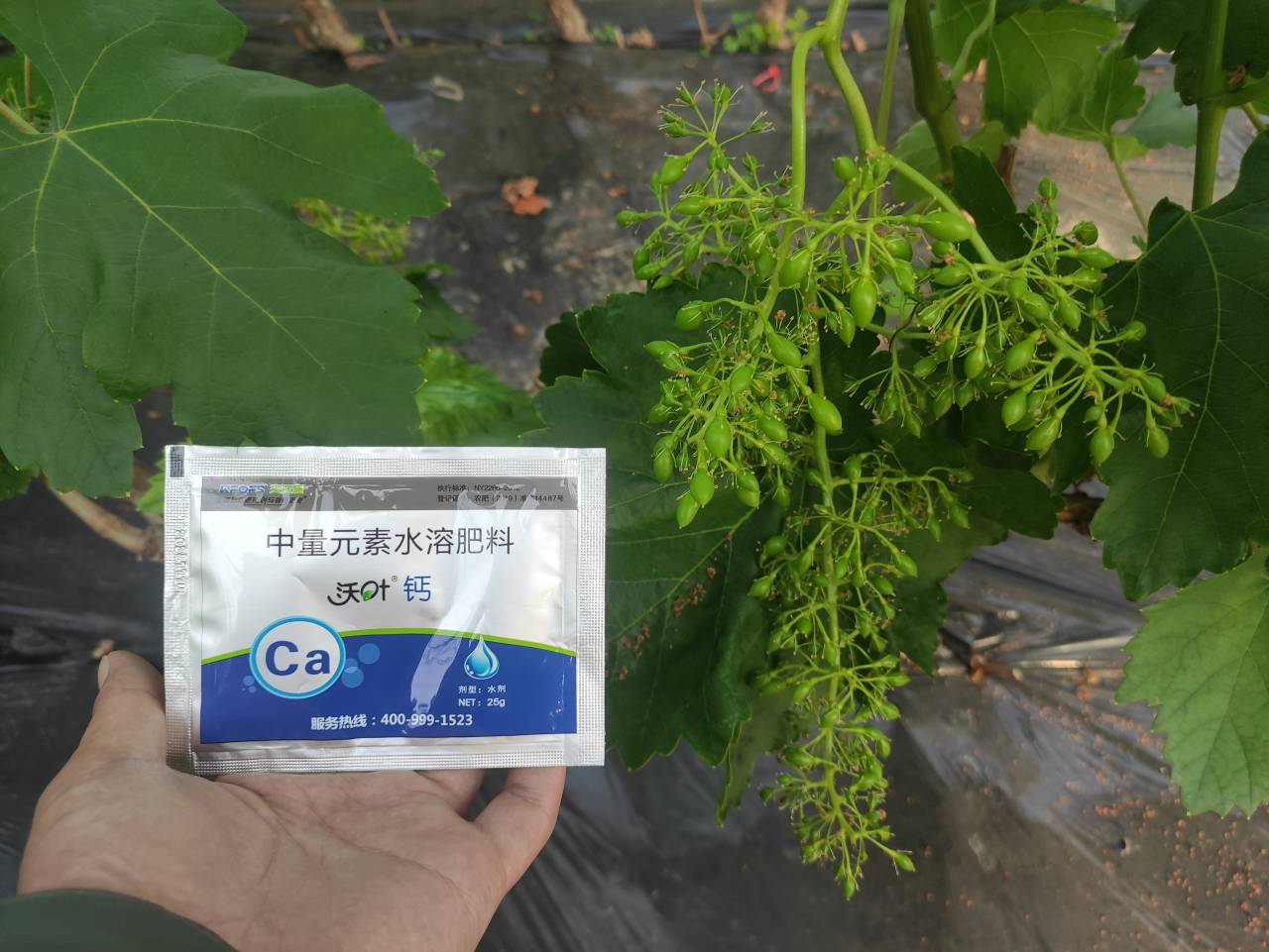 鈣肥-李大姐葡萄用沃葉鈣肥長(zhǎng)勢(shì).png