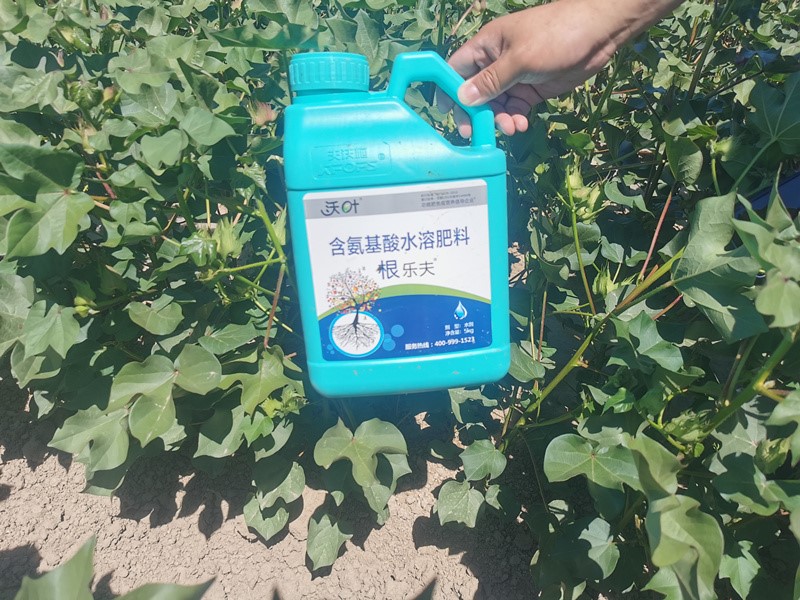 棉花各個時期如何施肥-棉花用根樂夫效果.jpg