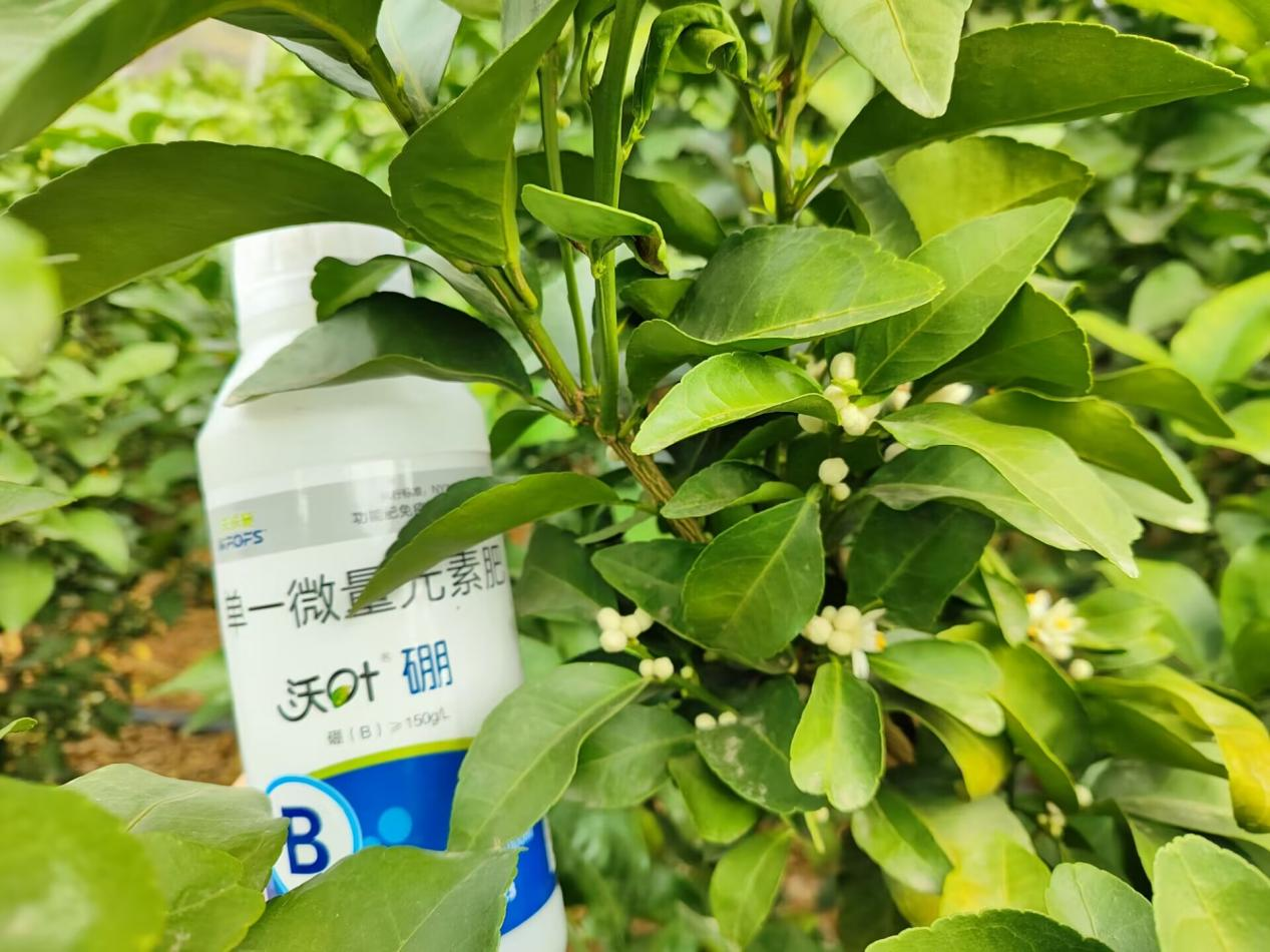 水溶肥-楊師的柑橘用沃葉硼肥花芽數(shù)量多.png