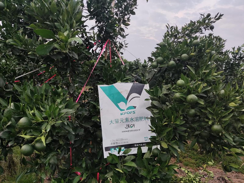 柑橘樹(shù)施什么肥最好？大量元素不可少
