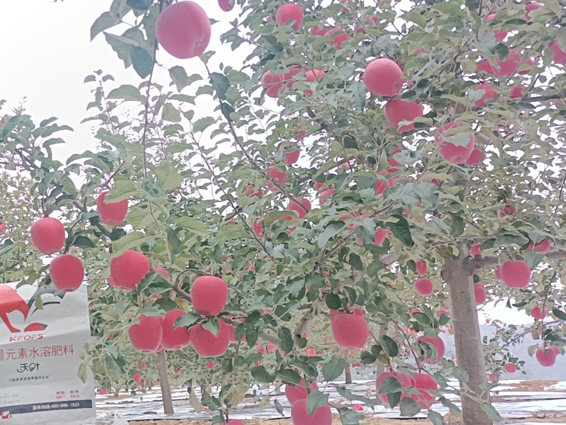蘋果樹用什么肥料好？甘肅案例