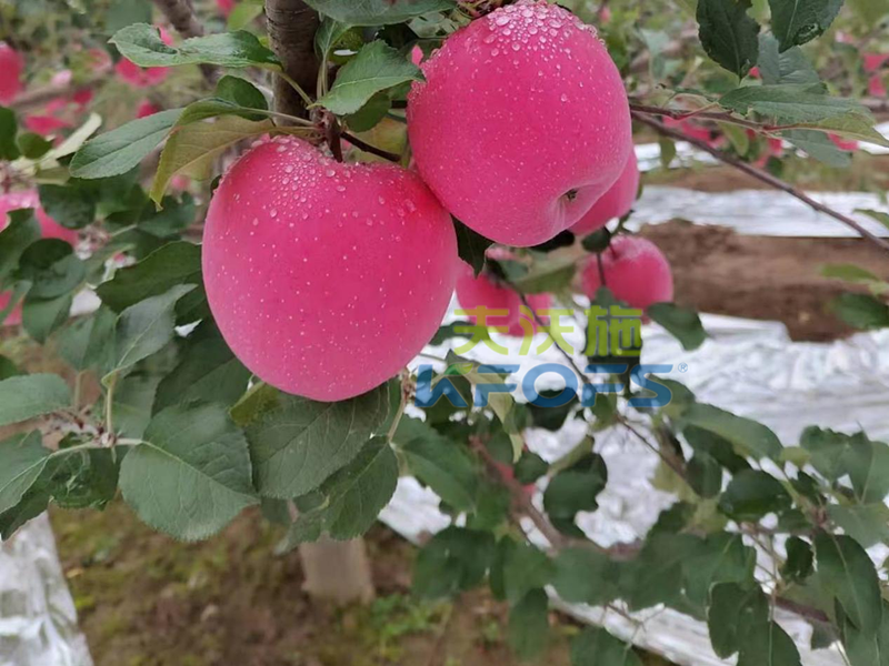 蘋果樹用什么肥料好-蘋果用夫沃施產(chǎn)品效果.png