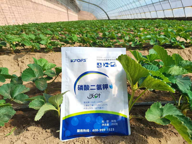 種草莓用什么肥料好？
