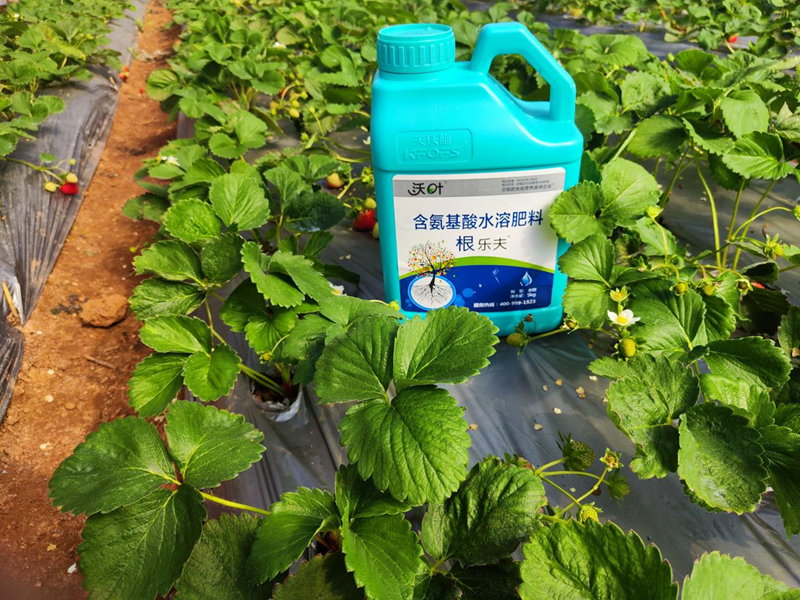 生根劑選哪款-沃葉根樂(lè)夫草莓.png