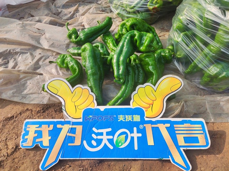 【已用】回訪時間：2022年11月20日，回訪地址：河南省永城產品：沃葉顆粒肥，回訪作物：辣椒使用效果：農戶使用夫沃施沃葉顆粒肥長勢旺盛，開花多，結果量大，一個辣椒就重達半斤重 (10).jpg