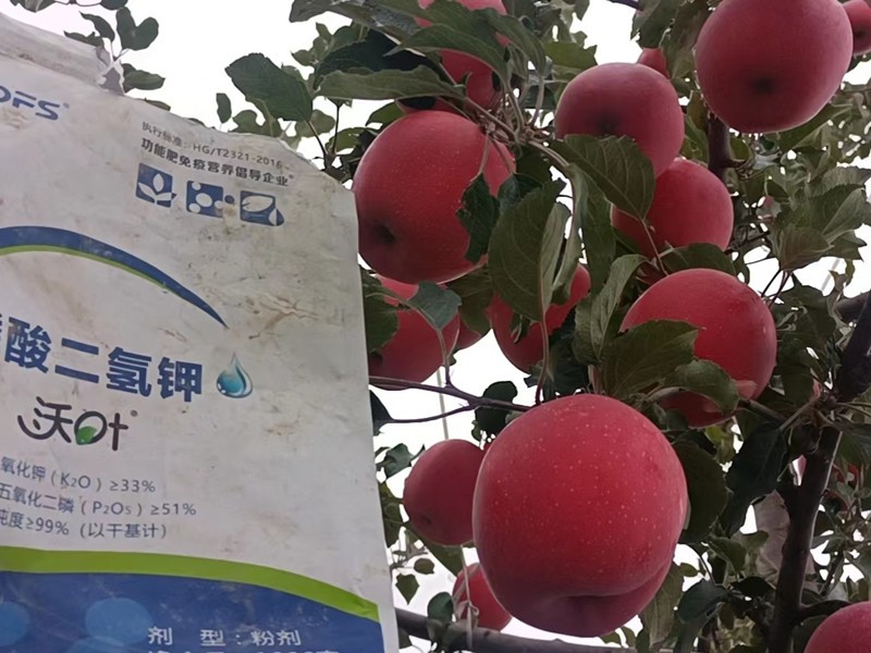 蘋果樹施什么肥料好?李大叔信賴這款