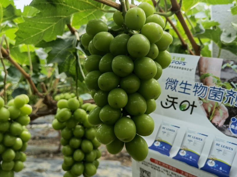 微生物菌劑哪個牌子好？李大姐認可沃葉！