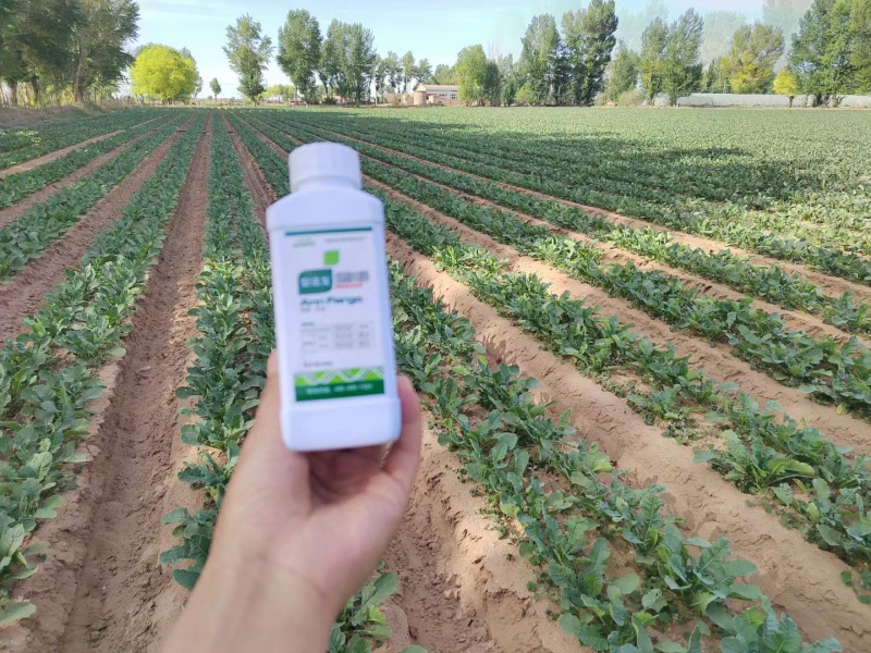 除草劑藥害怎么辦？安法戈來解決！