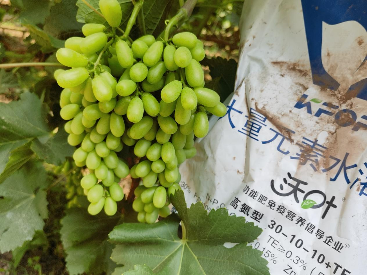 葡萄轉(zhuǎn)色期用什么肥料好？附克倫生轉(zhuǎn)色方案