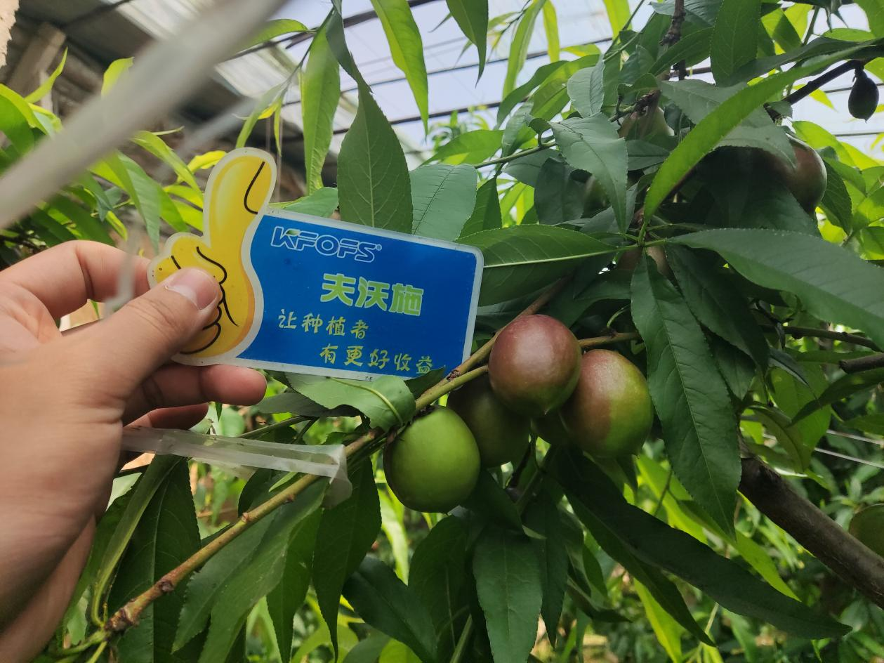 桃樹施什么肥料？劉大哥告訴你