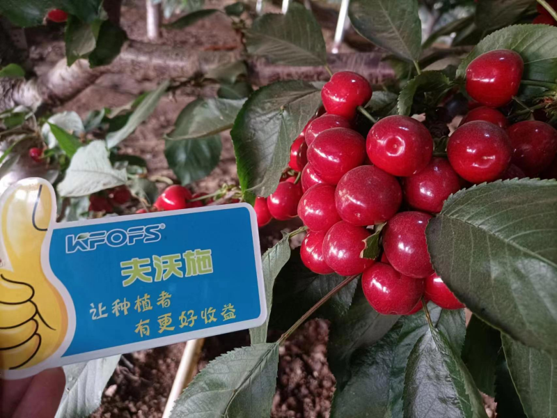 櫻桃施什么肥最大最甜？案例告訴你