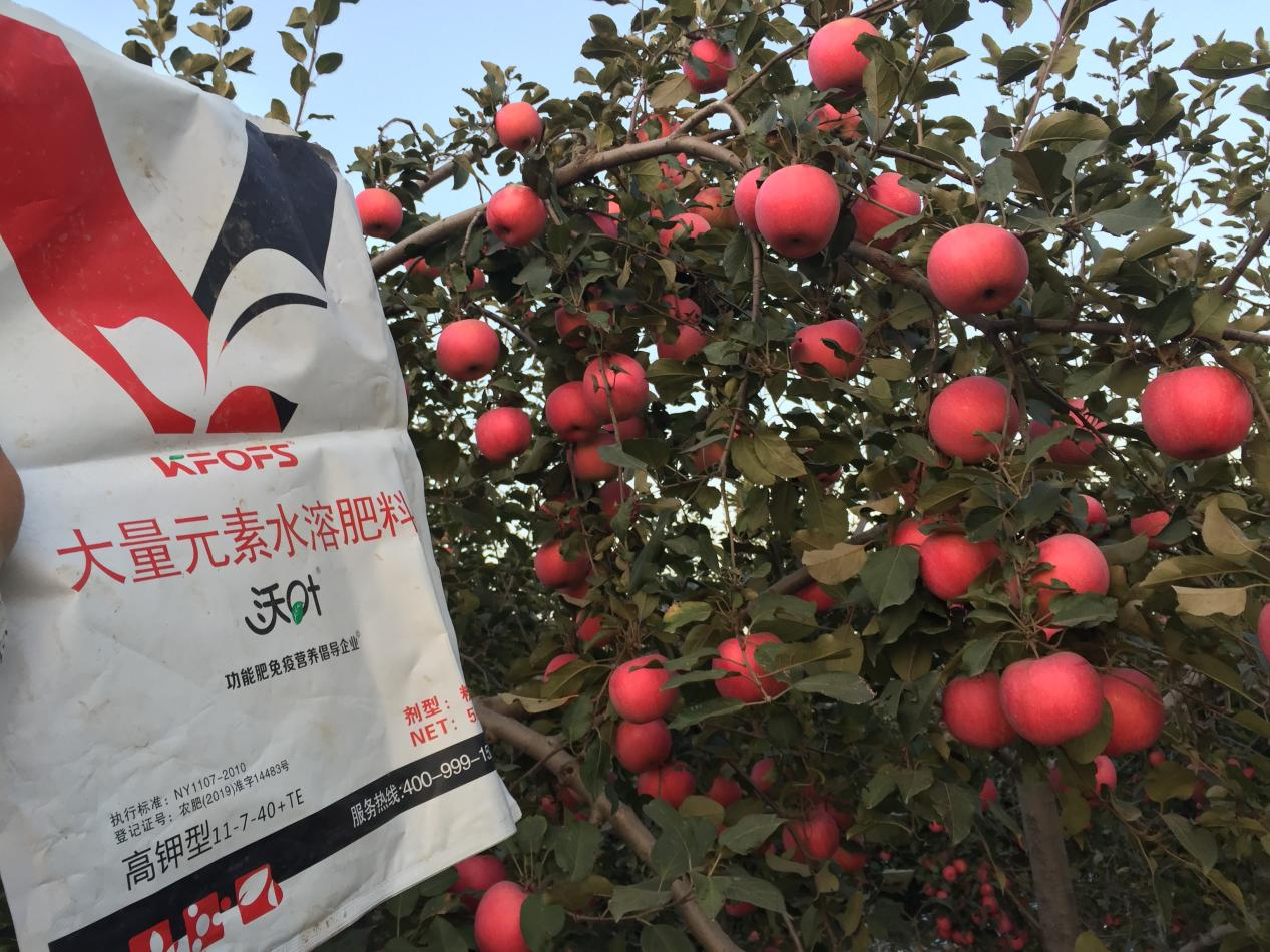 水溶肥-蘋(píng)果用沃葉大量元素水溶肥效果.png