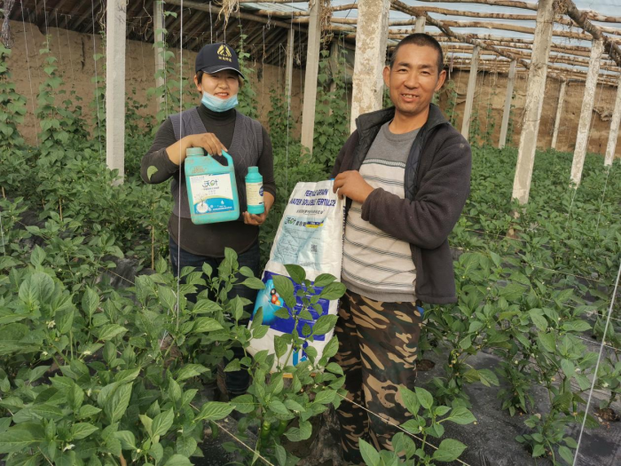 蔬菜施什么肥長得快又好？專業(yè)分析