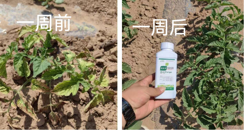 作物藥害怎么解決？找安法戈