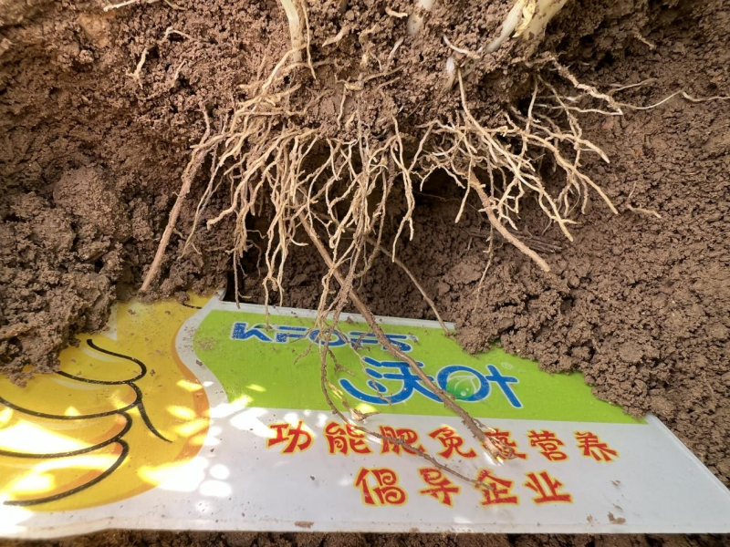 藥害補(bǔ)救快方法—中藥材舉例