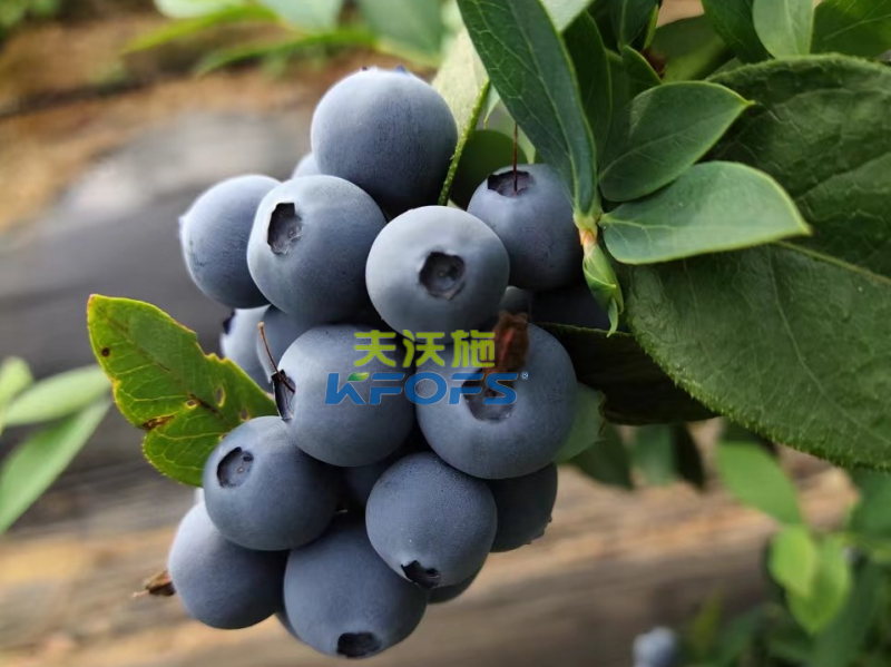 生根劑哪個(gè)好？張大哥強(qiáng)推沃葉根樂夫
