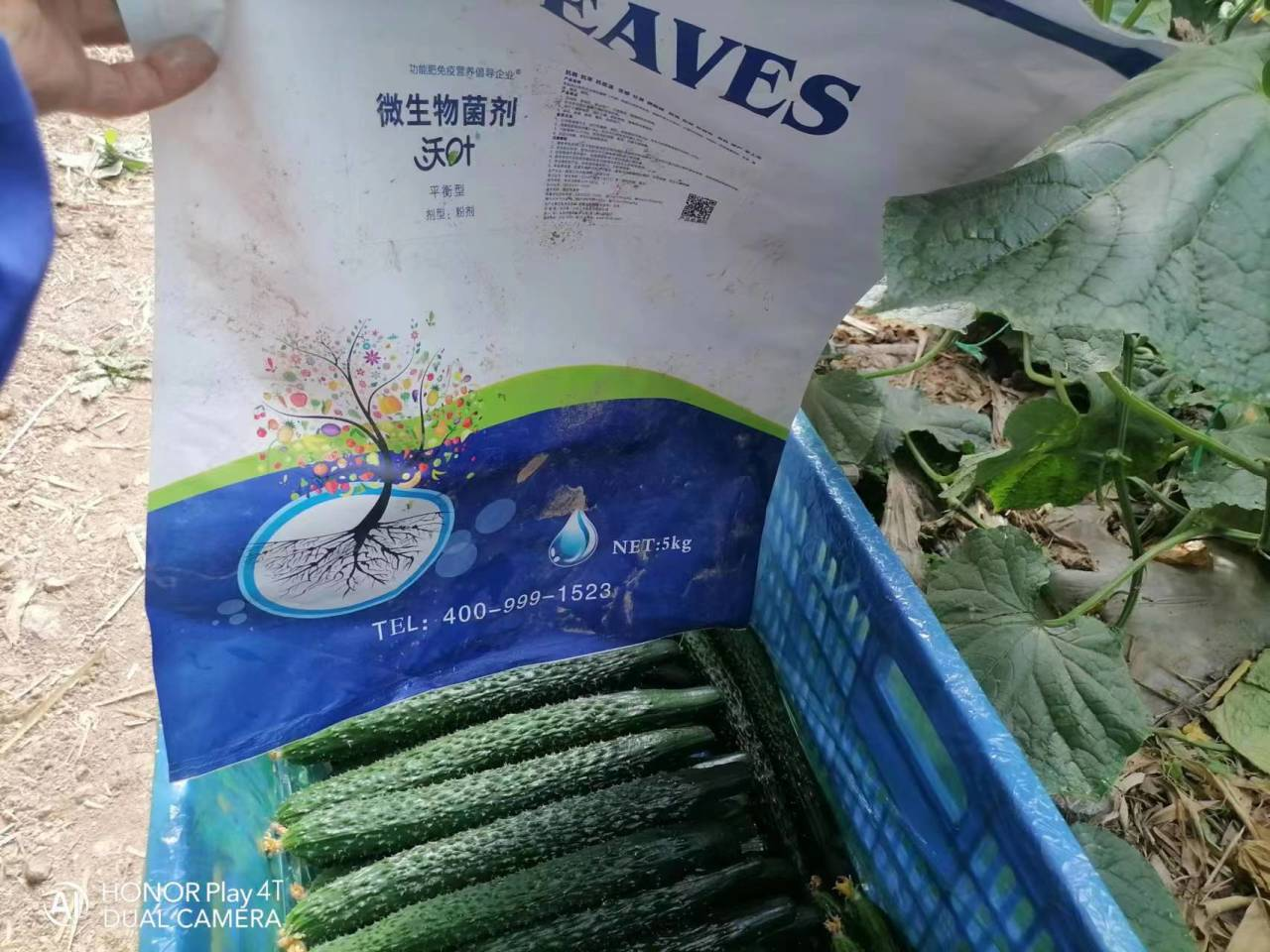 微生物菌劑用多了會(huì)燒根嗎？