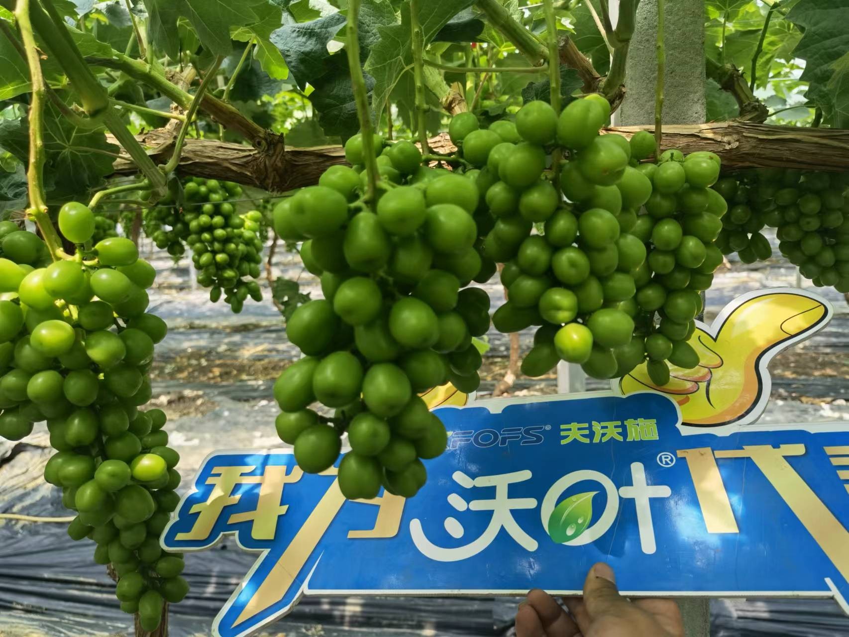 回訪時間：2022年6月26日，回訪地址：江蘇鹽城大豐使用產(chǎn)品：沃葉整套系列產(chǎn)品，回訪作物： 陽光玫瑰使用效果：全程使用沃葉陽光玫瑰，樹勢健壯，葉片寬大濃綠、肥厚。果穗漂亮，預計畝產(chǎn)6000斤。 (9).jpg