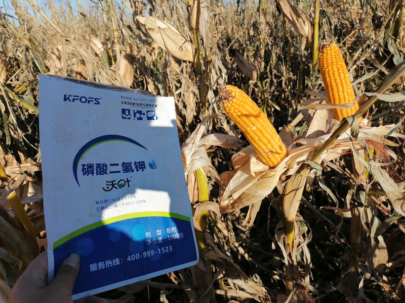 玉米施肥用什么肥料好?劉大哥強(qiáng)推沃葉