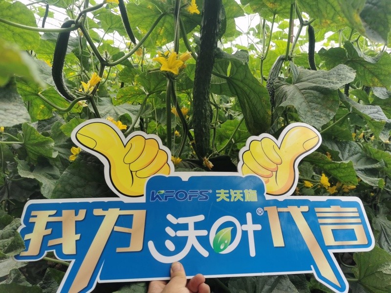 種黃瓜用什么肥料比較好-黃瓜用沃葉水溶肥效果.jpg