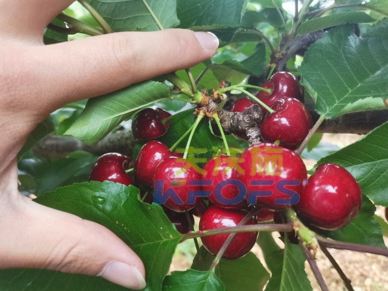 微生物菌劑,助力櫻桃增產(chǎn)