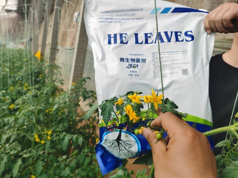 微生物菌劑-番茄用沃葉微生物菌劑開(kāi)花好.jpg