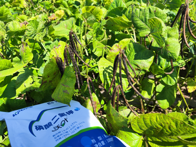 葉面肥在綠豆效果怎么樣？