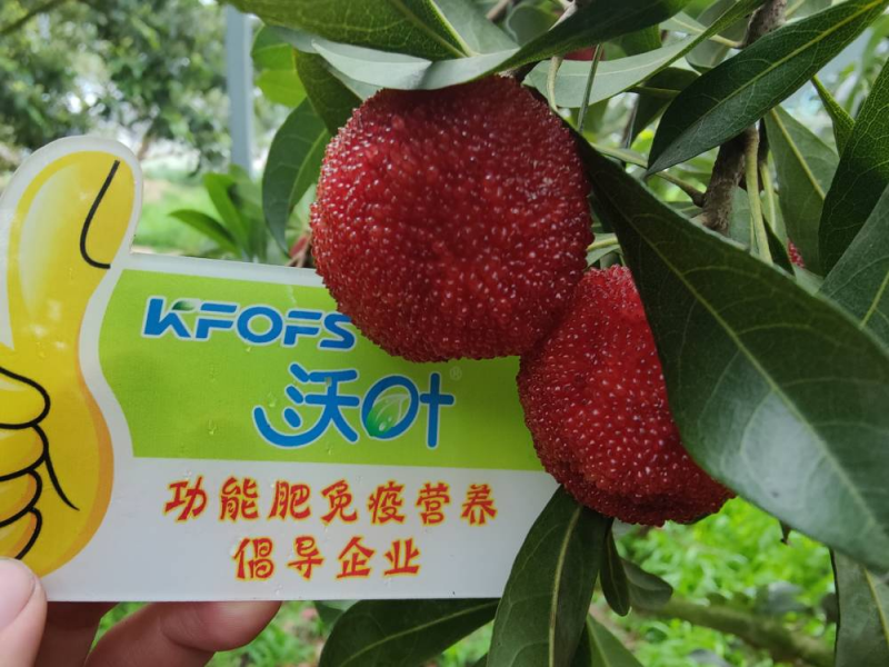 葉面肥什么時候打效果好？