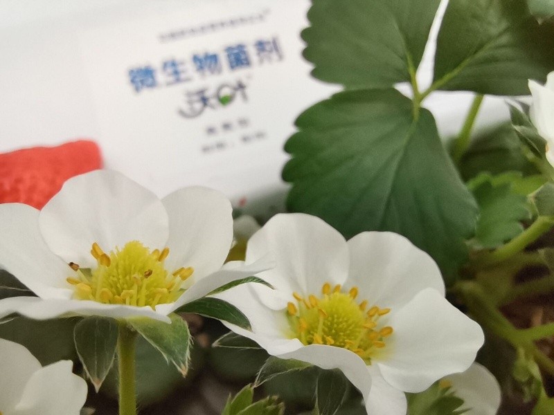 微生物菌劑為什么選沃葉？這篇文章有答案