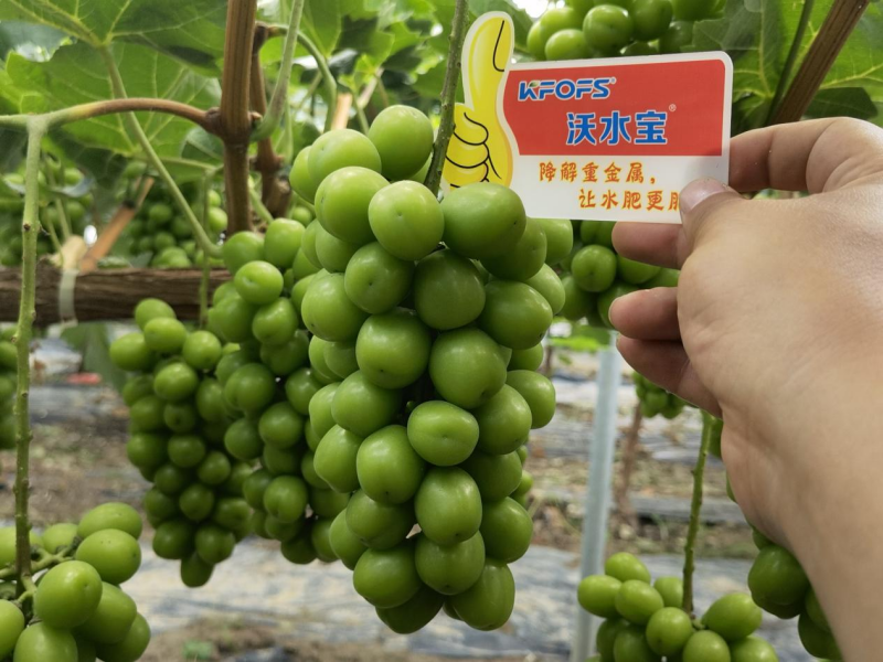 葡萄樹施什么肥料最好-葡萄效果1.png