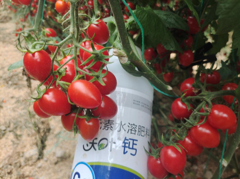 鈣肥有哪些？