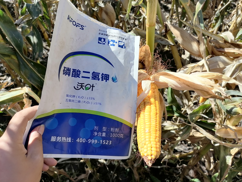 磷酸二氫鉀在玉米上效果怎么樣？