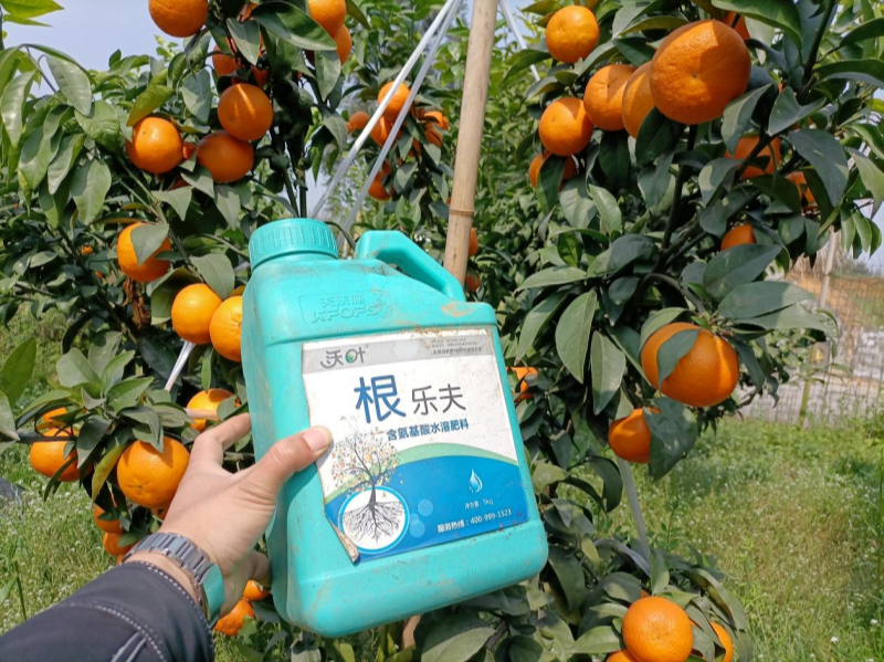 柑橘春季施肥技術(shù)-沃葉根樂(lè)夫.png